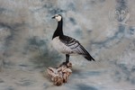 Barnacle Goose taxidermy