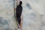 Black woodpecker - VICE EUROPEAN CHAMPION 2023