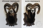 Mouflon old and new mount