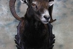 Mouflon - shoulder mount taxidermy