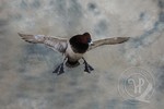 Common pochard drake in flight