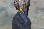 Saker Falcon taxidermy