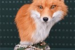 Red Fox by Jaakko Tauriainen (Finland) Best of Professional Category Small Game Heads (photo and text by ETF)