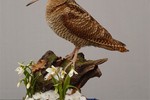 Eurasian Woodcock by Roland Csernák (Hungary) Best of Professional Category Medium Birds (photo and text by ETF)