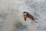  Eurasian hobby hunting a Cockchafer