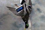 Mallard drake dead mount