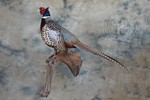 pheasant taxidermy