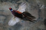 flying pheasant taxidermy