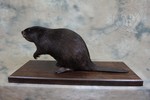 Eurasian Beaver taxidermy