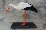 White stork taxidermy
