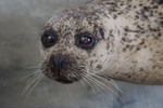 Common Seal taxidermy for National Museum Prague