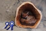 Red Fox, European Taxidermy Championship 2021, Best of Professional