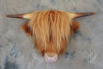 Highland cattle taxidermy