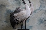 Common Cranes taxidermy