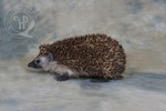 Hedgehog taxidermy
