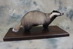 Badger taxidermy