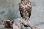 Common Buzzard taxidermy