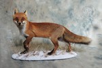 Red Fox taxidermy