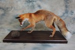 Fox & Hedgehog taxidermy