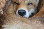 fox nose detail