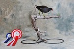 Common Moorhen - European Taxidermy Championship 2021, VICE EUROPEAN CHAMPION