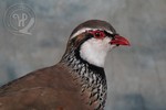 Partridge head detail