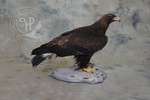 Golden Eagle taxidermy