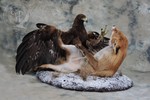 Golden Eagle with fox