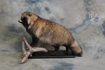 Raccoon dog taxidermy