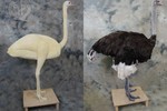 Ostrich mannikin + Ostrich taxidermy