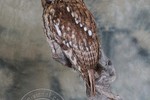 Tawny Owl