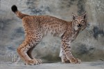 Eurasian Lynx (L. l. lynx) taxidermy