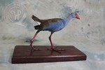 Western Swamphen taxidermy