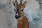 Roe deer - shoulder mount taxidermy