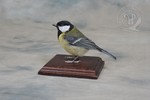 Great tit taxidermy