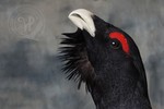 Capercaillie head detail