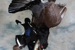 Western Capercaillie and Black Grouse - dead mount