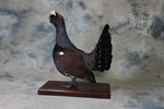 Capercaillie taxidermy