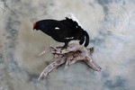 Black grouse taxidermy
