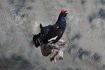 Black grouse taxidermy