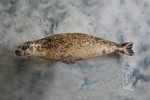 Common Seal taxidermy for National Museum Prague