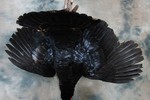 Turkey dead mount