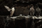 Bird cliff for National museum Prague, Czech republic - long term exhibition The Miracles of Evolution