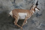 Pronghorn antelope taxidermy for National Museum Prague