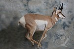 Pronghorn Antelope for National Museum Prague