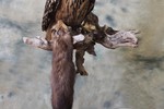 Eagle Owl with Marten