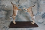 Boxing European Hares