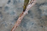 Green Woodpecker taxidermy