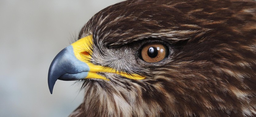 Juvenile Common Buzzard 