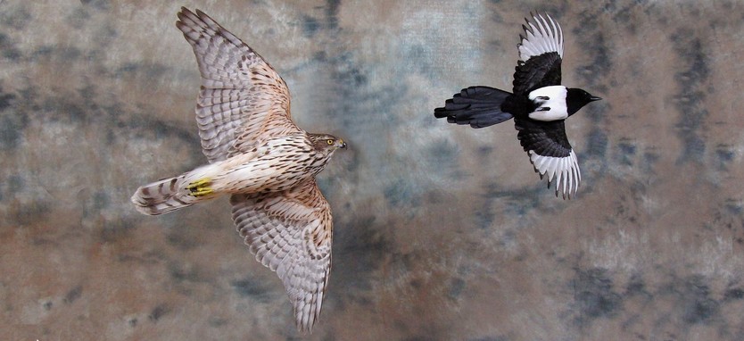 Northern Goshawk with Common Magpie